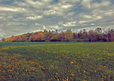 scenic field with cloudy