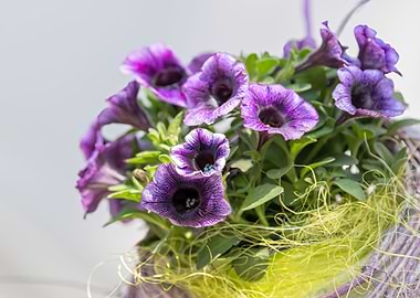 hanging bellflower for ho