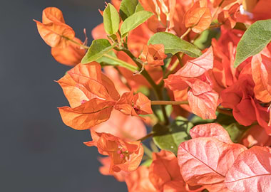 orange flower in the vase