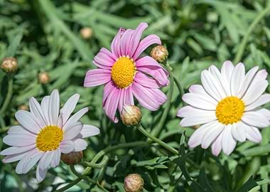 daisy in bloom in spring