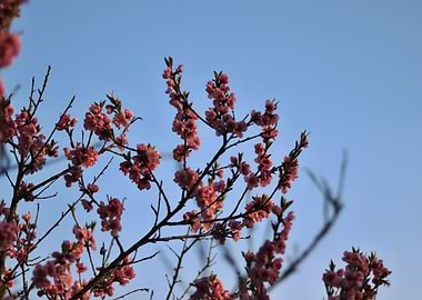 Blooming peach tree