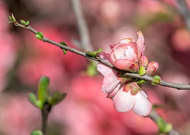 pink flower on the tree i