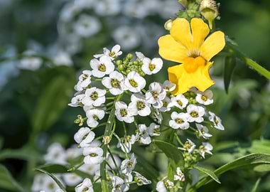 yellow snapdragons