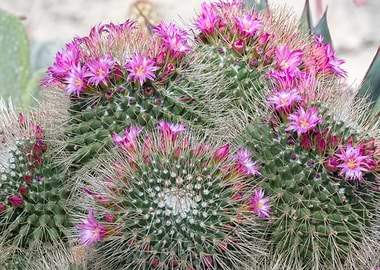 succulent plant in bloom i