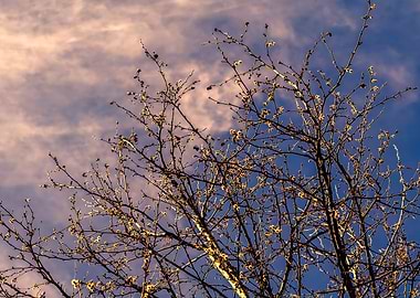 tree in spring and cloud