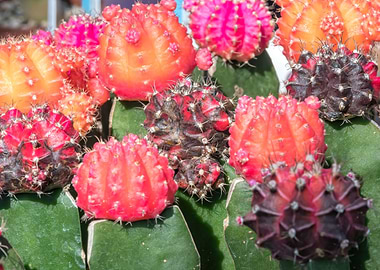 colorful succulent plant