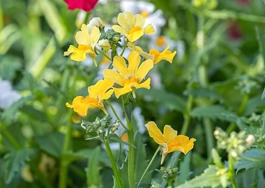 yellow snapdragons