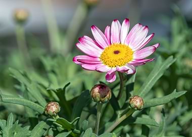 daisy in bloom in spring