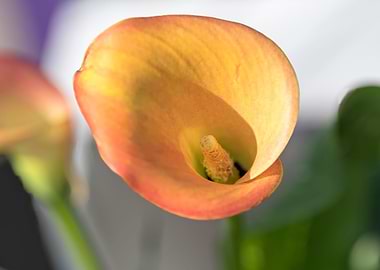 yellow calla lily