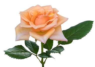 isolated rose on white