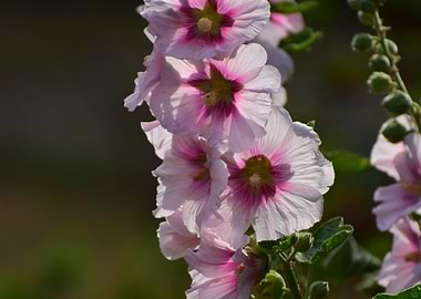 Mallow and sun