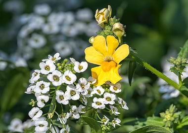 yellow snapdragons