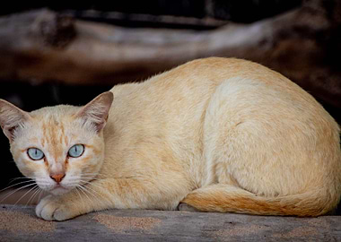 Cute pretty blue eyed cat