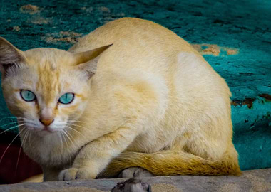 Cute pretty blue eyed cat