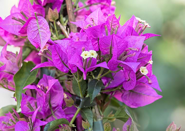 bouganvillea in bloom