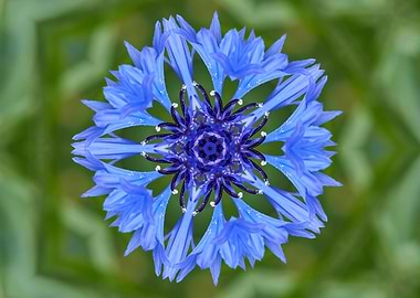 stylized cornflower