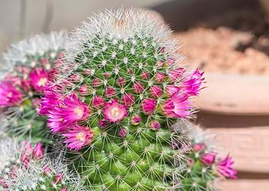 succulent plant in bloom