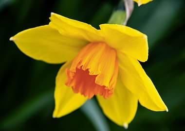 Daffodil flower no 14