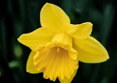 Daffodil flower no 4