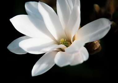 Star magnolia no 7