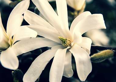 Star magnolia no 9