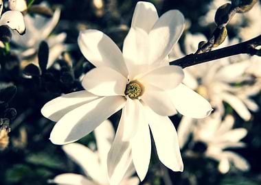 Star magnolia no 3