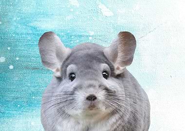 Chinchilla