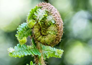 Wild Growing Fern Plant