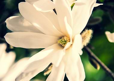Star magnolia no 12