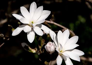 Star magnolia no 5
