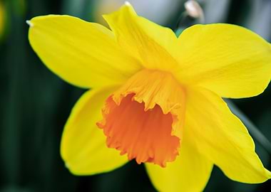 Daffodil flower no 11