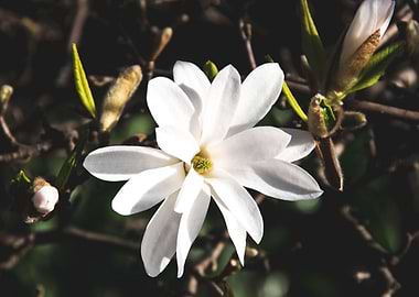 Star magnolia no 2