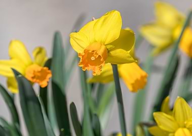daffodils bloom in spring