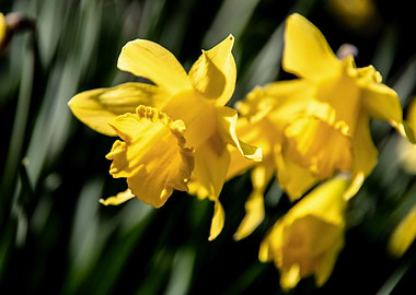 Daffodil flower no 12