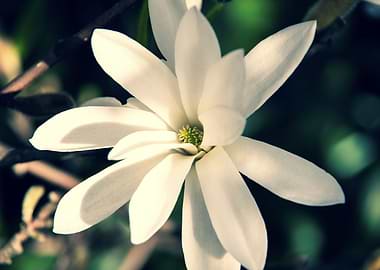 Star magnolia no 1