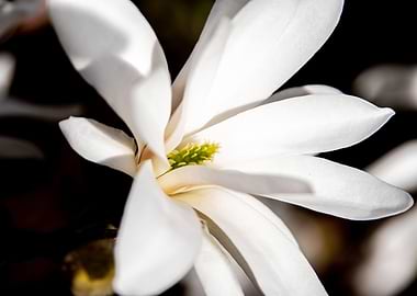 Star magnolia no 10