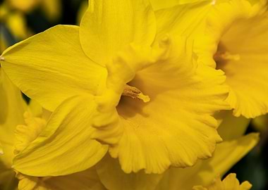 Daffodil flower no 1