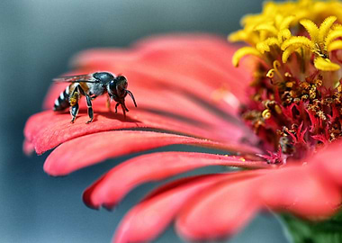 Bee on Flower