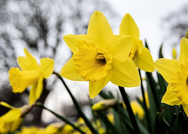 Daffodil flower no 8