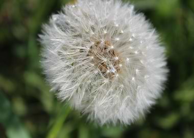Close up Dandelion