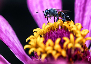 Bee on Flower