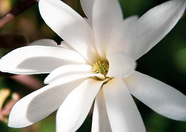 Star magnolia no 15
