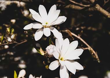 Star magnolia no 11