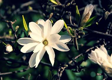 Star magnolia no 17