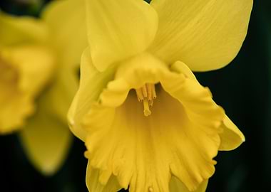 Daffodil flower no 7