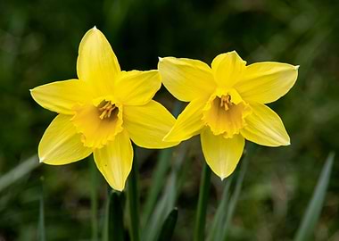 Daffodil flower no 3