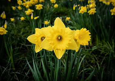 Daffodil flower no 13