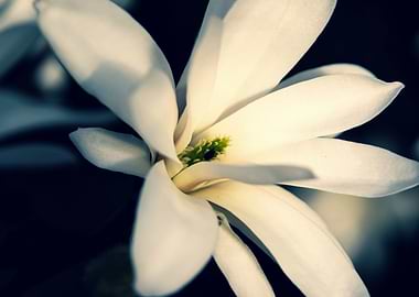 Star magnolia no 16