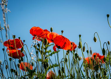 Poppies