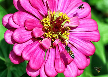 Bees on Flower